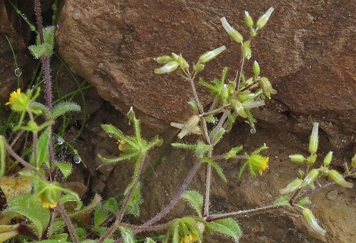Sigesbeckia jorullensis, photograph 1