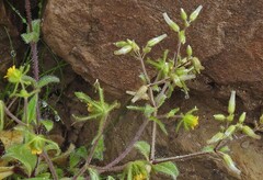 Sigesbeckia jorullensis, photograph author not stated, no rights reserved