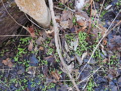 Floerkea proserpinacoides