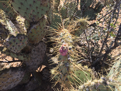 Opuntia martiniana