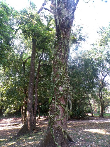 Deamia testudo, photograph 6
