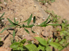 Polygonum aviculare