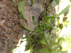 Polygonum aviculare
