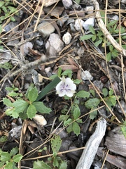 Calochortus coeruleus