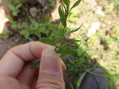 Polygonum aviculare