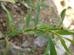Polygonum aviculare
