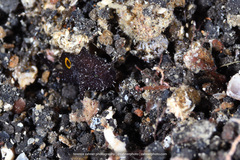 Nudiantennarius subteres