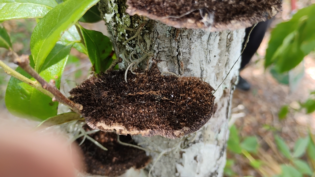 Hairy Hexagonia