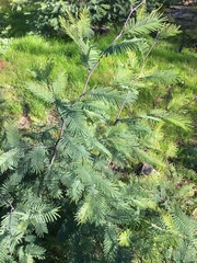 Vachellia pennatula