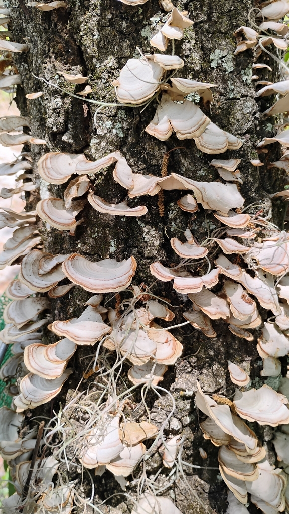 False Turkeytail · May 2026 · photo: Photo: no rights reserved · iNaturalist