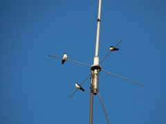 Pygochelidon cyanoleuca
