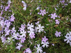Phlox subulata