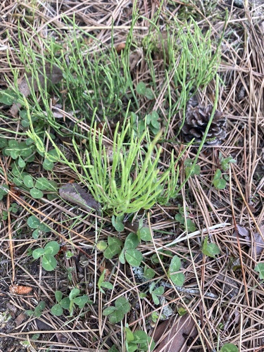field horsetail