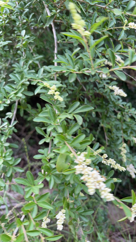 Featured image for “Quihoui privet”