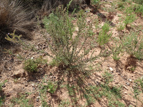 Image of Lobostemon trigonus by no rights reserved