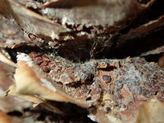 Pucciniastrum areolatum