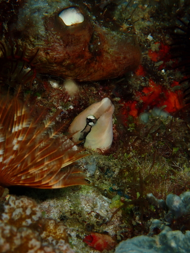 Aspidontus taeniatus