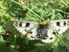 Parnassius nordmanni