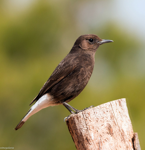 Black Wheatear, photo 7 of 10