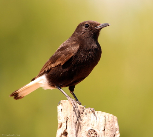 Black Wheatear, photo 8 of 10