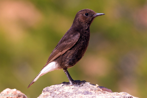 Black Wheatear, photo 9 of 10
