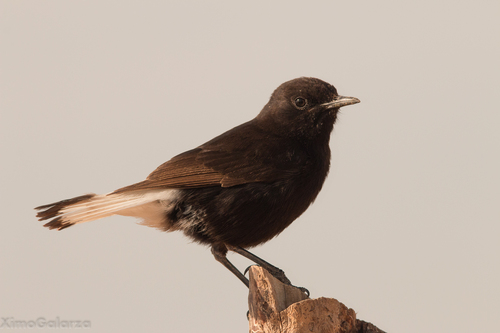 Black Wheatear, photo 10 of 10