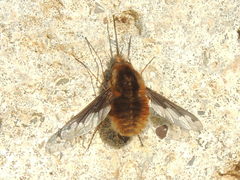 Bombylius major
