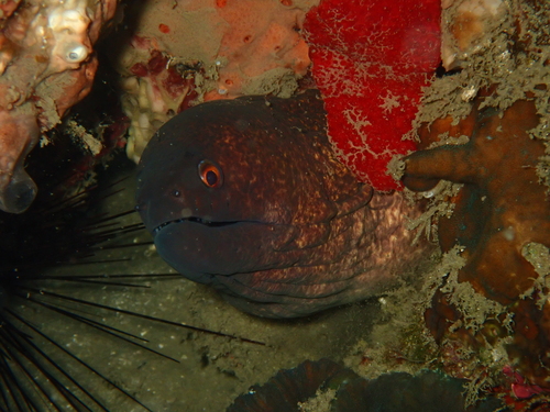 Gymnothorax flavimarginatus