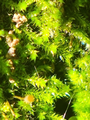 Fabronia australis observed 2026-04-28