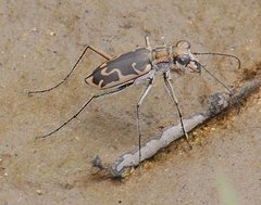 Ellipsoptera sperata