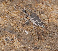 Ellipsoptera sperata