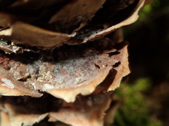 Pucciniastrum areolatum