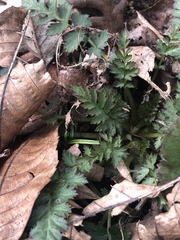 Geum triflorum
