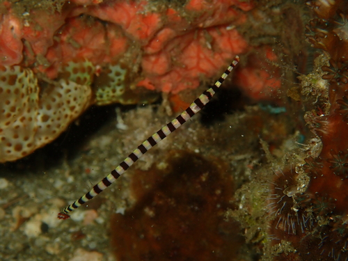 Dunckerocampus dactyliophorus