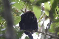Alouatta belzebul