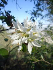 Bauhinia lunarioides