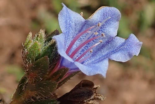 Image of Lobostemon trigonus by no rights reserved