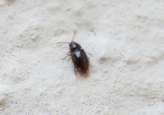 Anchicera
