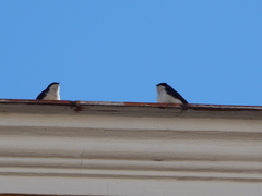 Pygochelidon cyanoleuca
