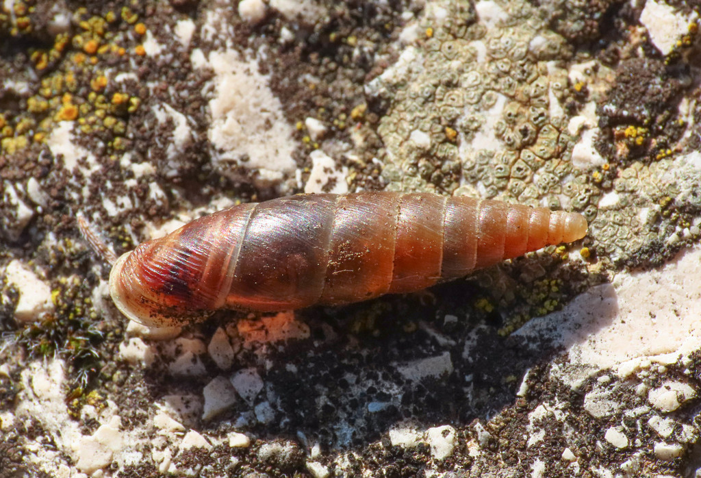 Snail