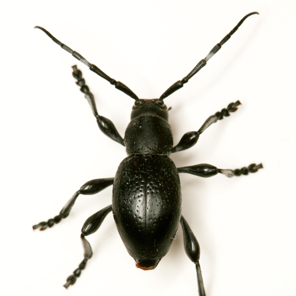 Moneilema annulatum