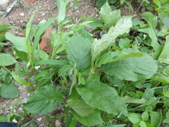 Achyranthes bidentata