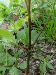 Achyranthes bidentata