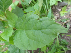 Achyranthes bidentata