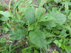 Achyranthes bidentata