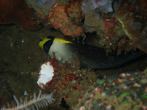 Chaetodontoplus mesoleucus