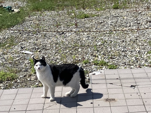 Domestic Cat
