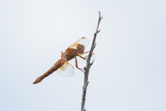 Libellula saturata