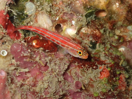 Helcogramma striata