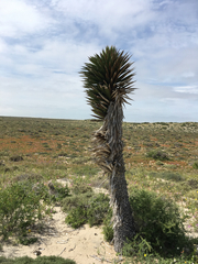 Yucca valida